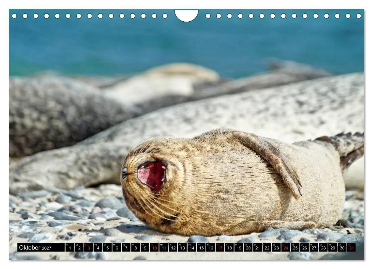 Bild: 9783569893344 | Robben an der Nordsee (Wandkalender 2027 DIN A4 quer), CALVENDO...