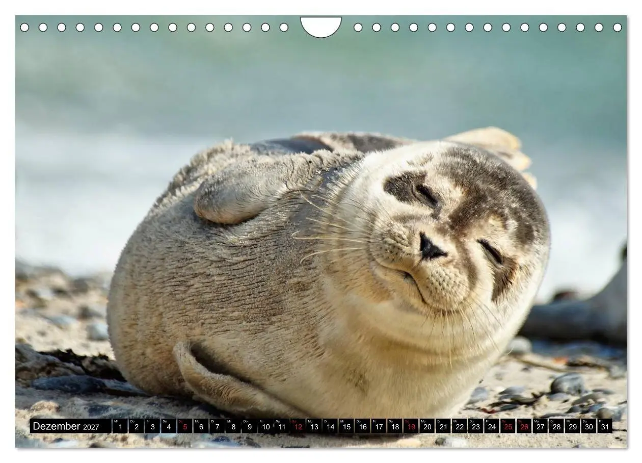 Bild: 9783569893344 | Robben an der Nordsee (Wandkalender 2027 DIN A4 quer), CALVENDO...