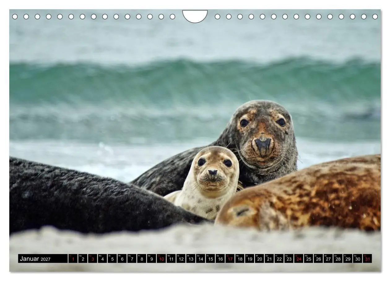 Bild: 9783569893344 | Robben an der Nordsee (Wandkalender 2027 DIN A4 quer), CALVENDO...