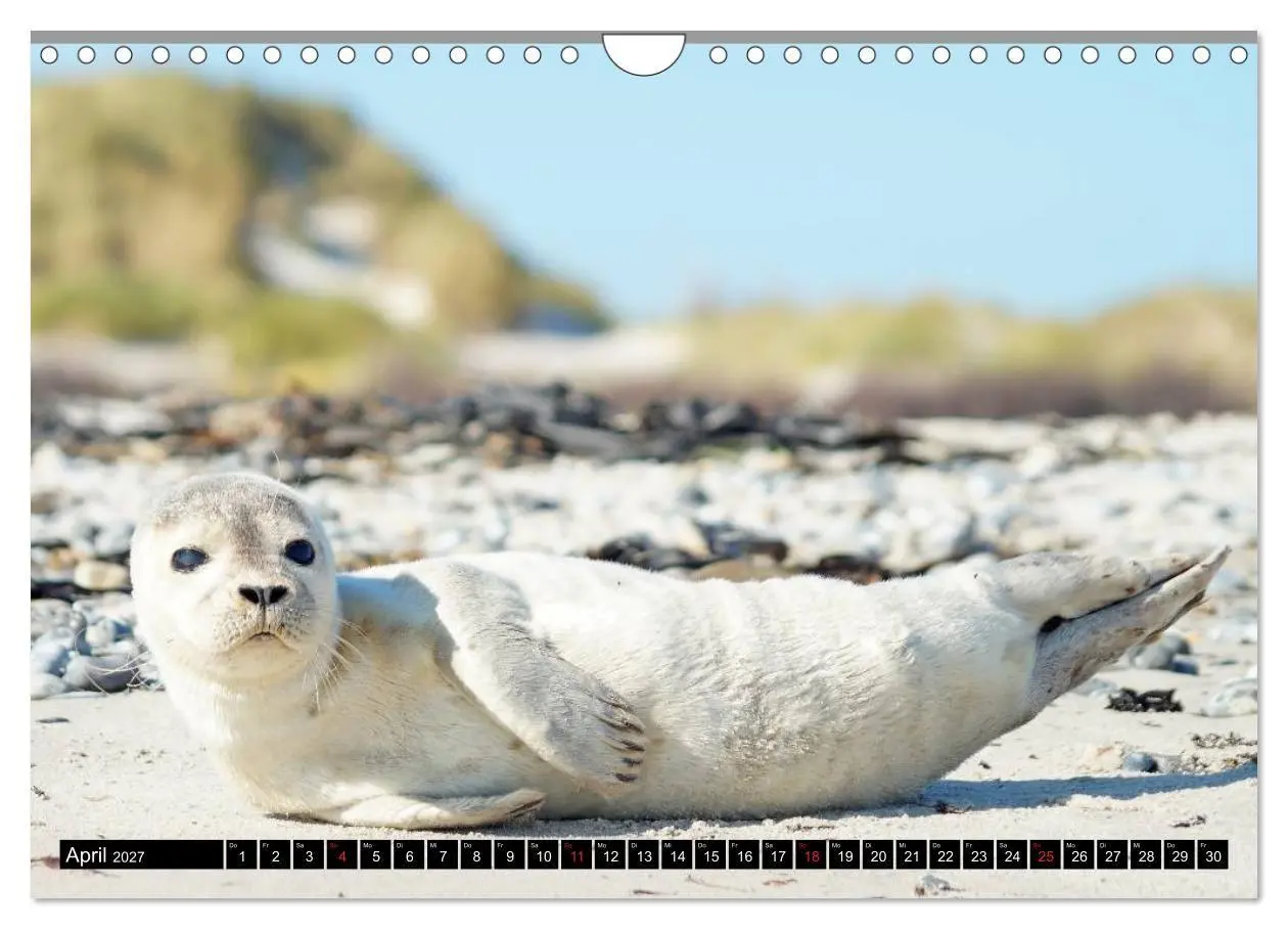 Bild: 9783569893344 | Robben an der Nordsee (Wandkalender 2027 DIN A4 quer), CALVENDO...