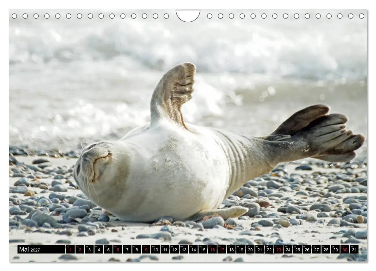 Bild: 9783569893344 | Robben an der Nordsee (Wandkalender 2027 DIN A4 quer), CALVENDO...