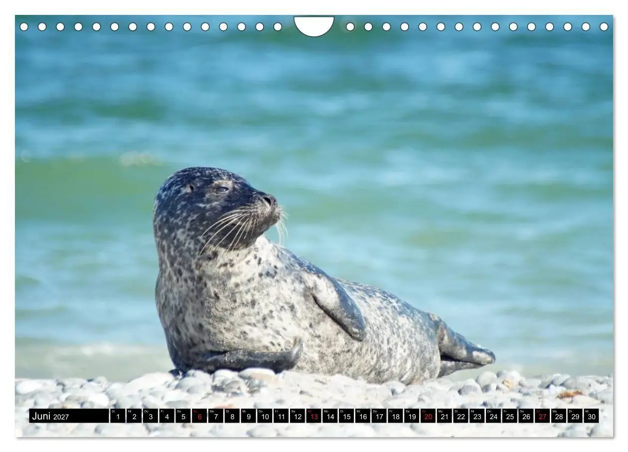 Bild: 9783569893344 | Robben an der Nordsee (Wandkalender 2027 DIN A4 quer), CALVENDO...