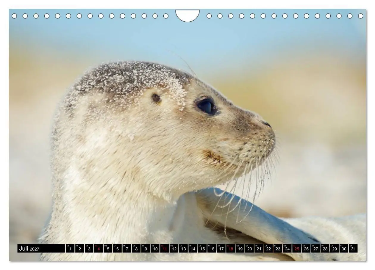 Bild: 9783569893344 | Robben an der Nordsee (Wandkalender 2027 DIN A4 quer), CALVENDO...