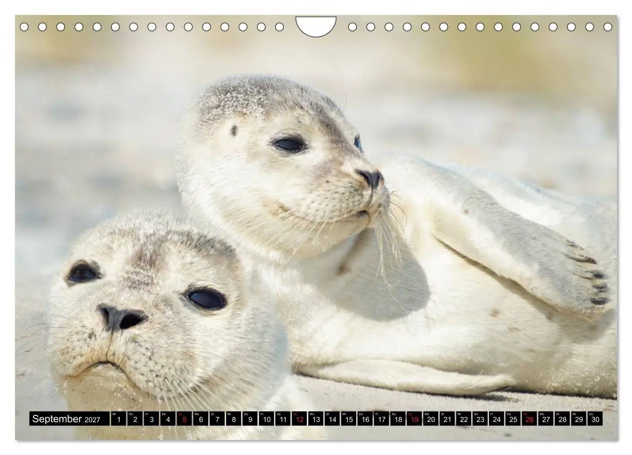 Bild: 9783569893344 | Robben an der Nordsee (Wandkalender 2027 DIN A4 quer), CALVENDO...