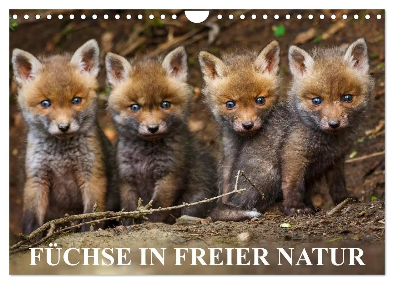Cover: 9783594163344 | Füchse in freier Natur (Wandkalender 2027 DIN A4 quer), CALVENDO...