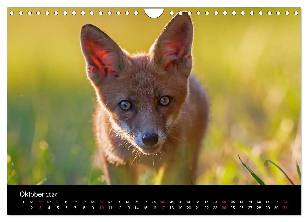 Bild: 9783594163344 | Füchse in freier Natur (Wandkalender 2027 DIN A4 quer), CALVENDO...