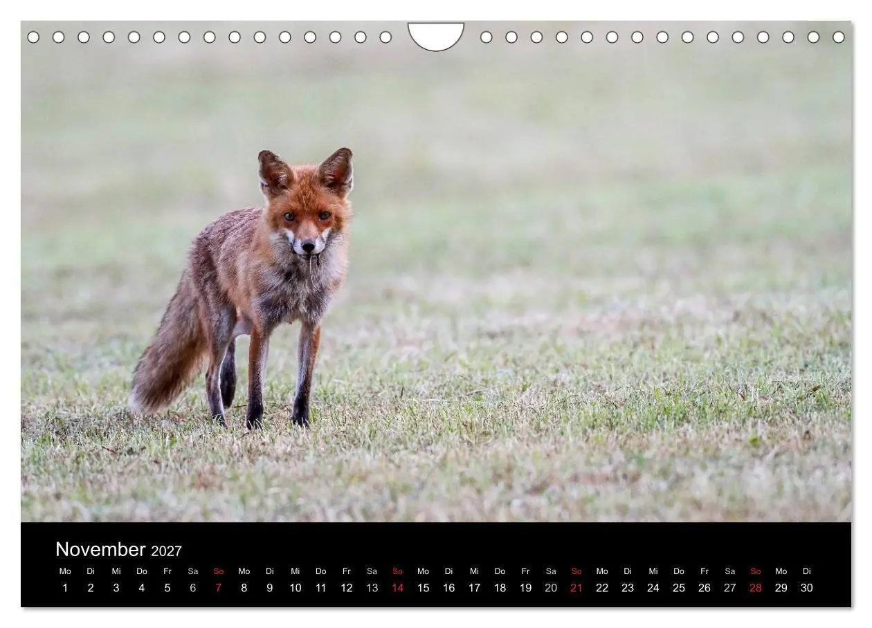 Bild: 9783594163344 | Füchse in freier Natur (Wandkalender 2027 DIN A4 quer), CALVENDO...