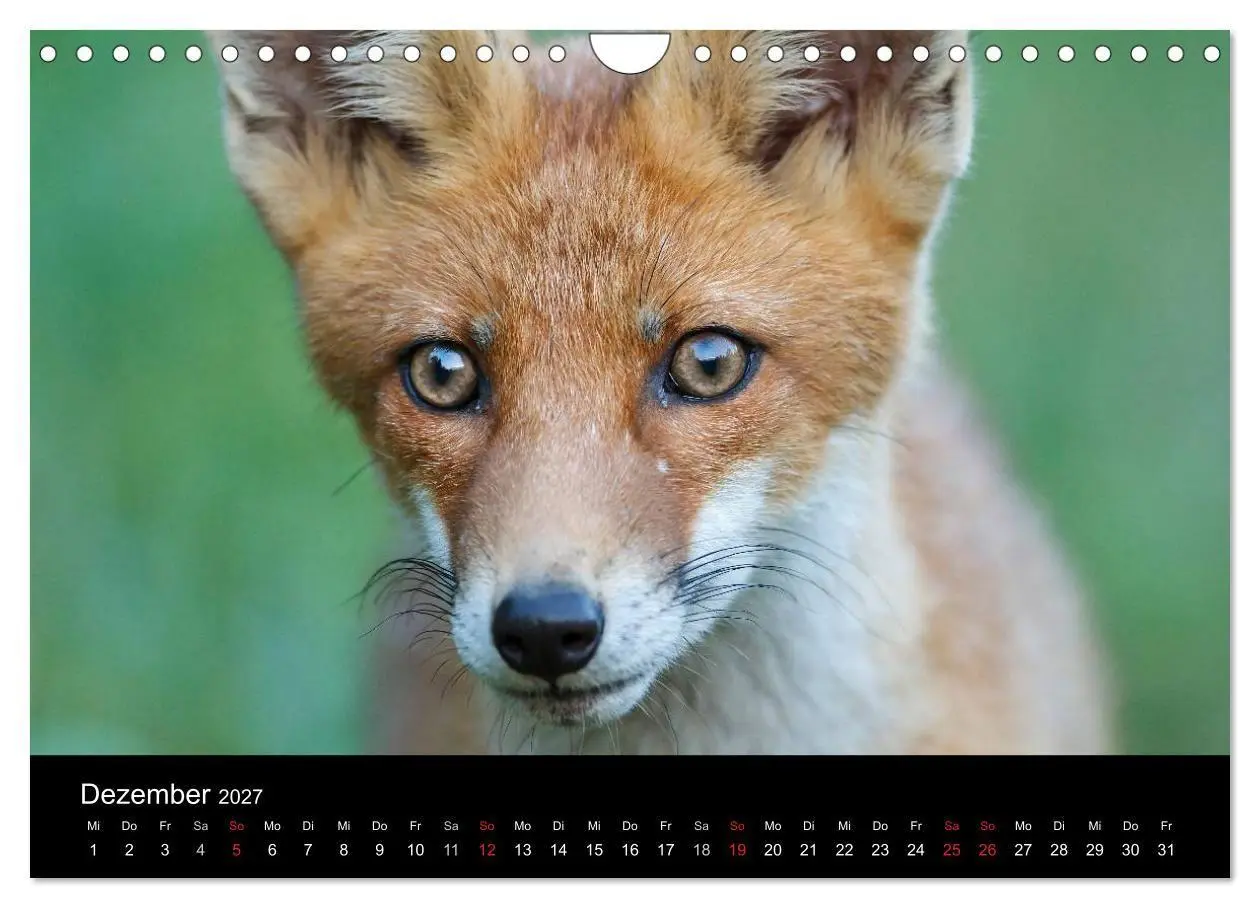 Bild: 9783594163344 | Füchse in freier Natur (Wandkalender 2027 DIN A4 quer), CALVENDO...