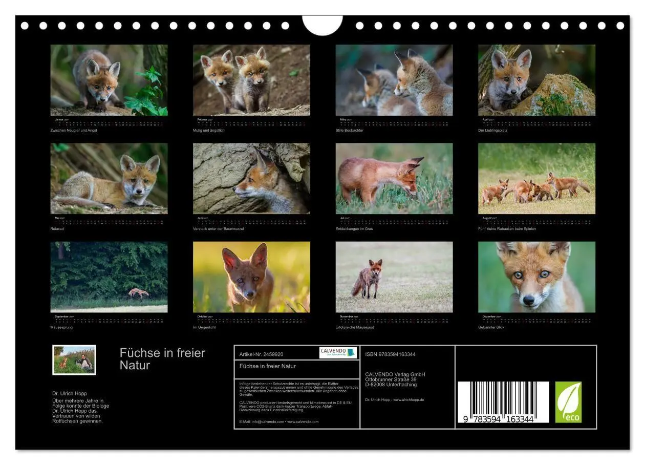 Bild: 9783594163344 | Füchse in freier Natur (Wandkalender 2027 DIN A4 quer), CALVENDO...