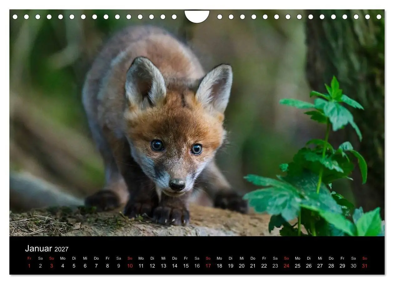Bild: 9783594163344 | Füchse in freier Natur (Wandkalender 2027 DIN A4 quer), CALVENDO...