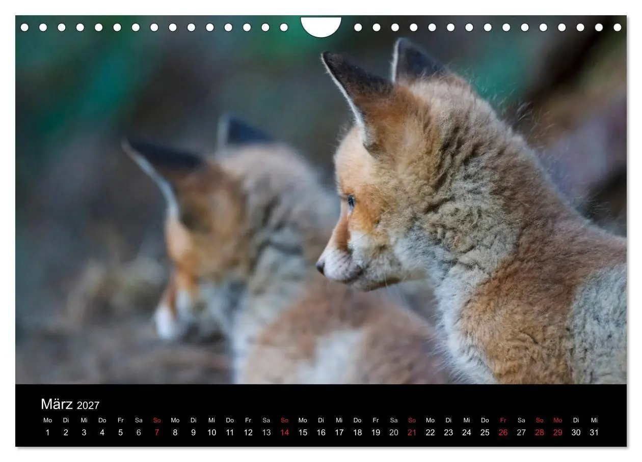 Bild: 9783594163344 | Füchse in freier Natur (Wandkalender 2027 DIN A4 quer), CALVENDO...