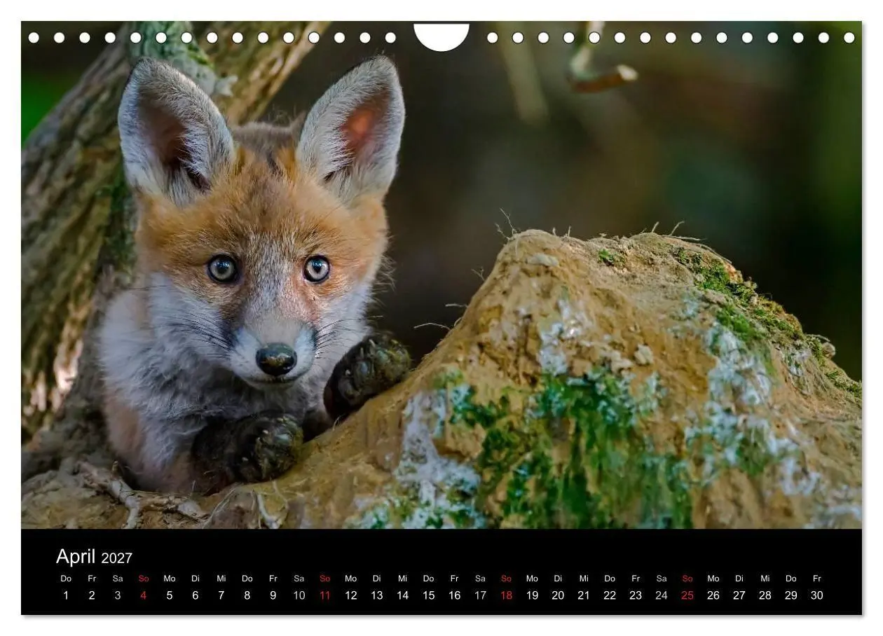 Bild: 9783594163344 | Füchse in freier Natur (Wandkalender 2027 DIN A4 quer), CALVENDO...