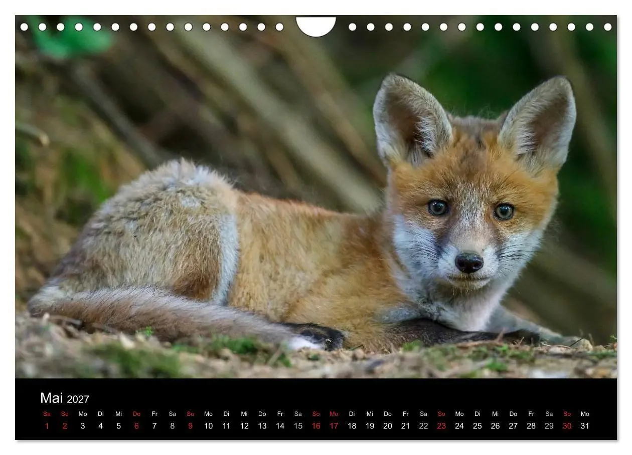 Bild: 9783594163344 | Füchse in freier Natur (Wandkalender 2027 DIN A4 quer), CALVENDO...
