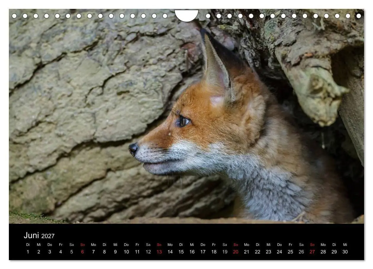 Bild: 9783594163344 | Füchse in freier Natur (Wandkalender 2027 DIN A4 quer), CALVENDO...