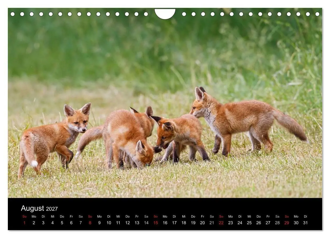 Bild: 9783594163344 | Füchse in freier Natur (Wandkalender 2027 DIN A4 quer), CALVENDO...