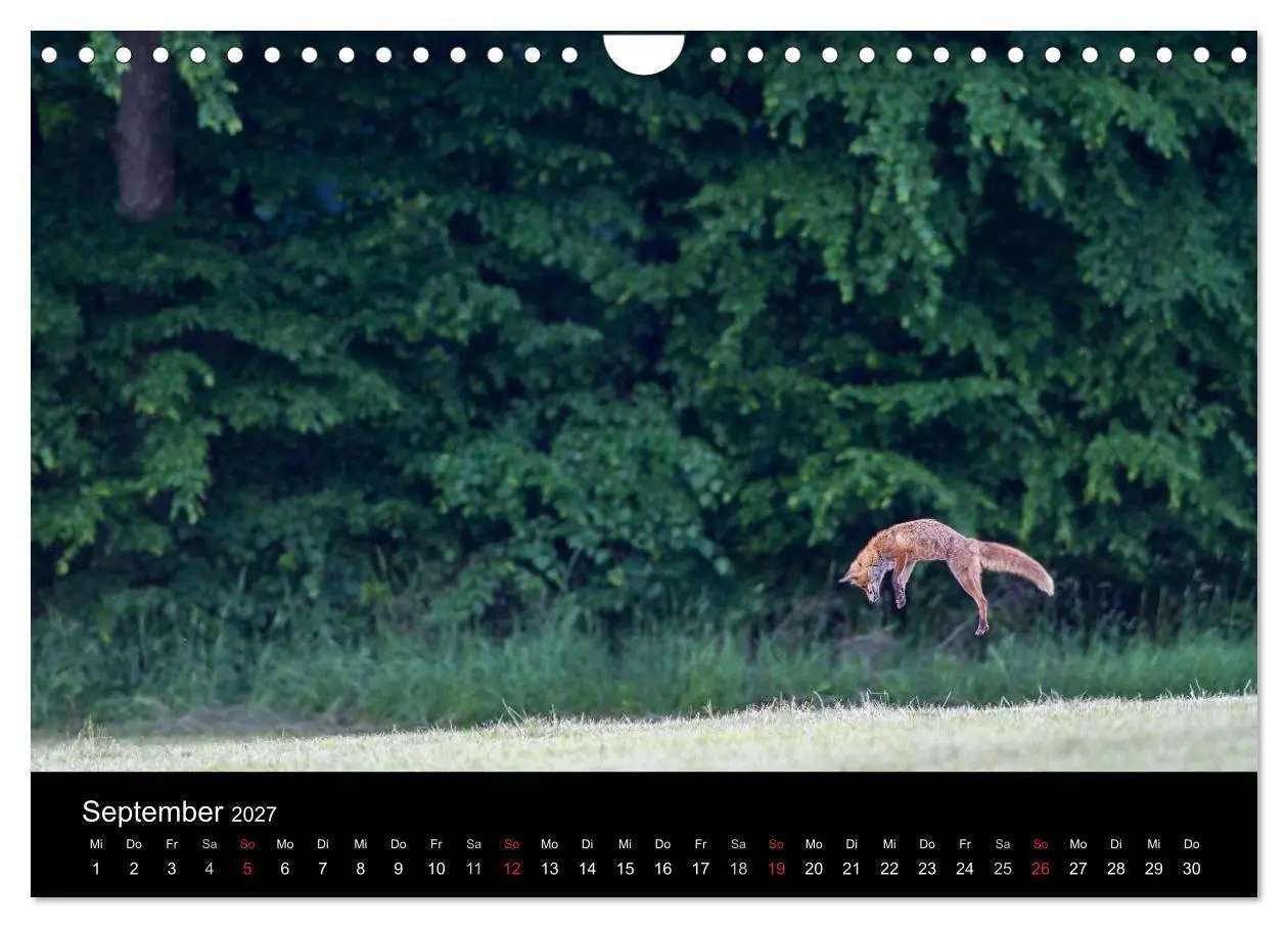 Bild: 9783594163344 | Füchse in freier Natur (Wandkalender 2027 DIN A4 quer), CALVENDO...