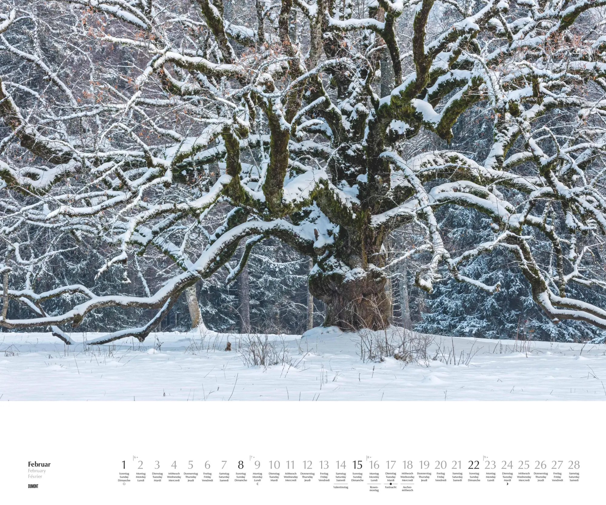 Bild: 4069095003644 | Heimische Bäume 2026 - Wandkalender 60x50 cm - Spiralbindung | 14 S.