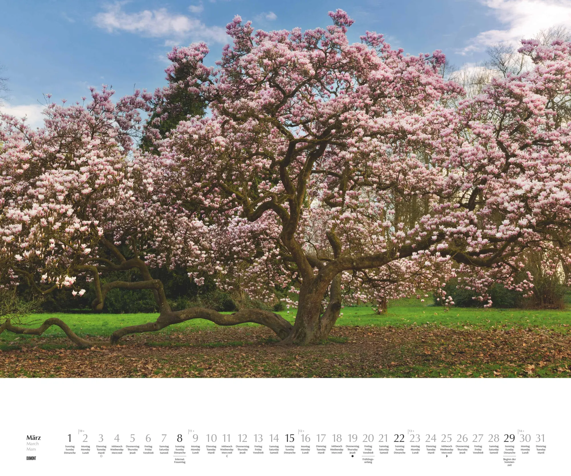 Bild: 4069095003644 | Heimische Bäume 2026 - Wandkalender 60x50 cm - Spiralbindung | 14 S.