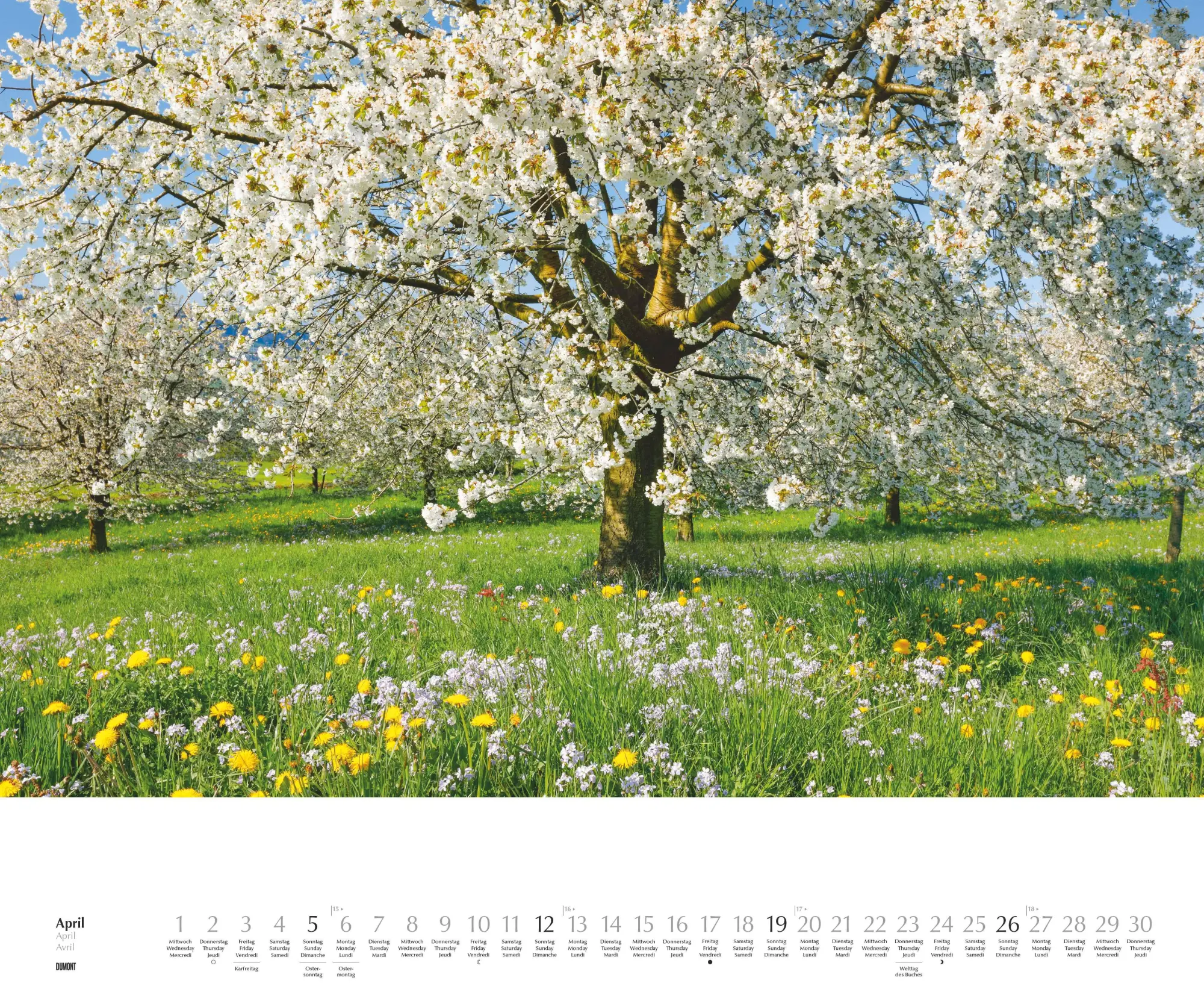 Bild: 4069095003644 | Heimische Bäume 2026 - Wandkalender 60x50 cm - Spiralbindung | 14 S.
