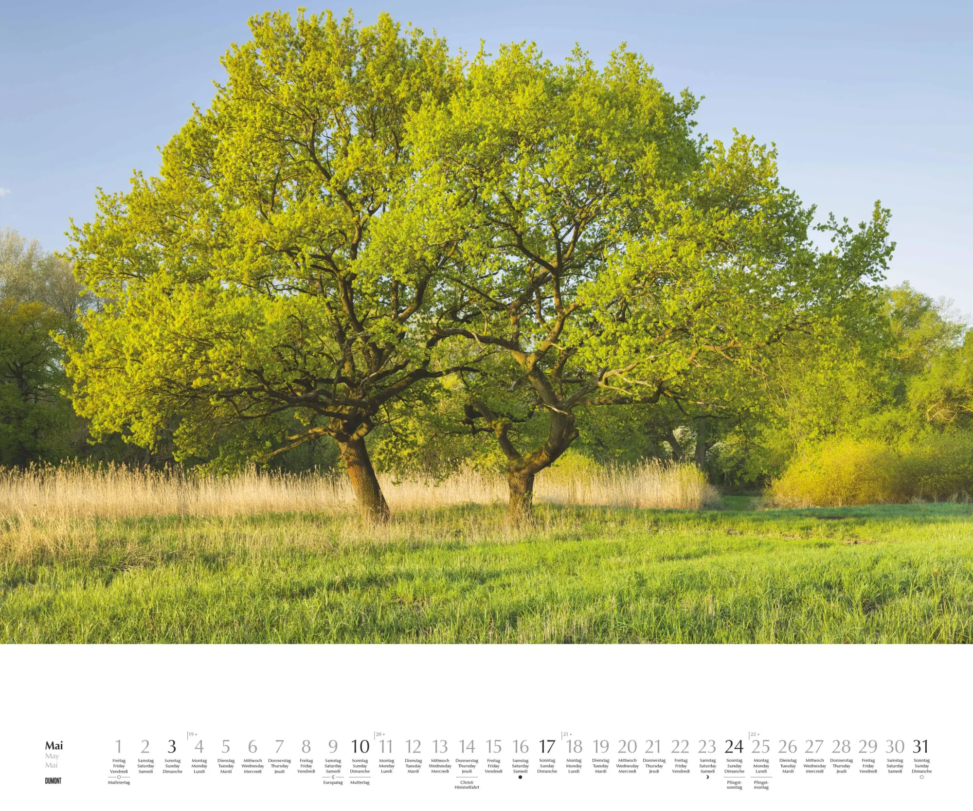 Bild: 4069095003644 | Heimische Bäume 2026 - Wandkalender 60x50 cm - Spiralbindung | 14 S.