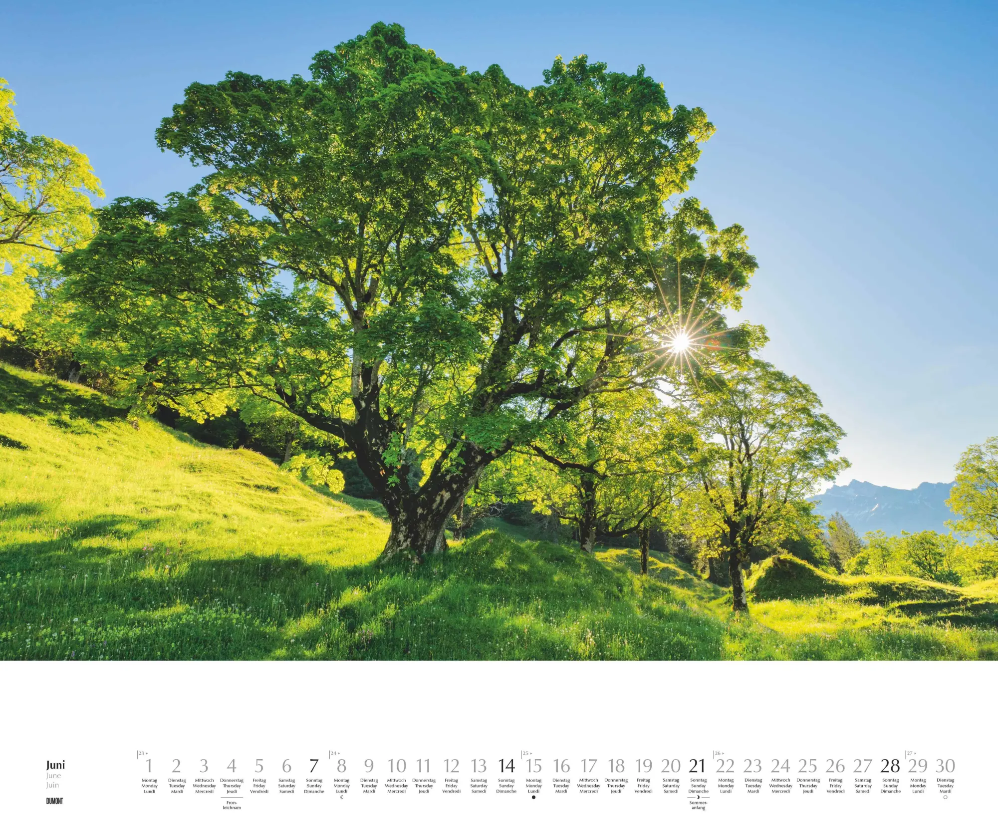 Bild: 4069095003644 | Heimische Bäume 2026 - Wandkalender 60x50 cm - Spiralbindung | 14 S.