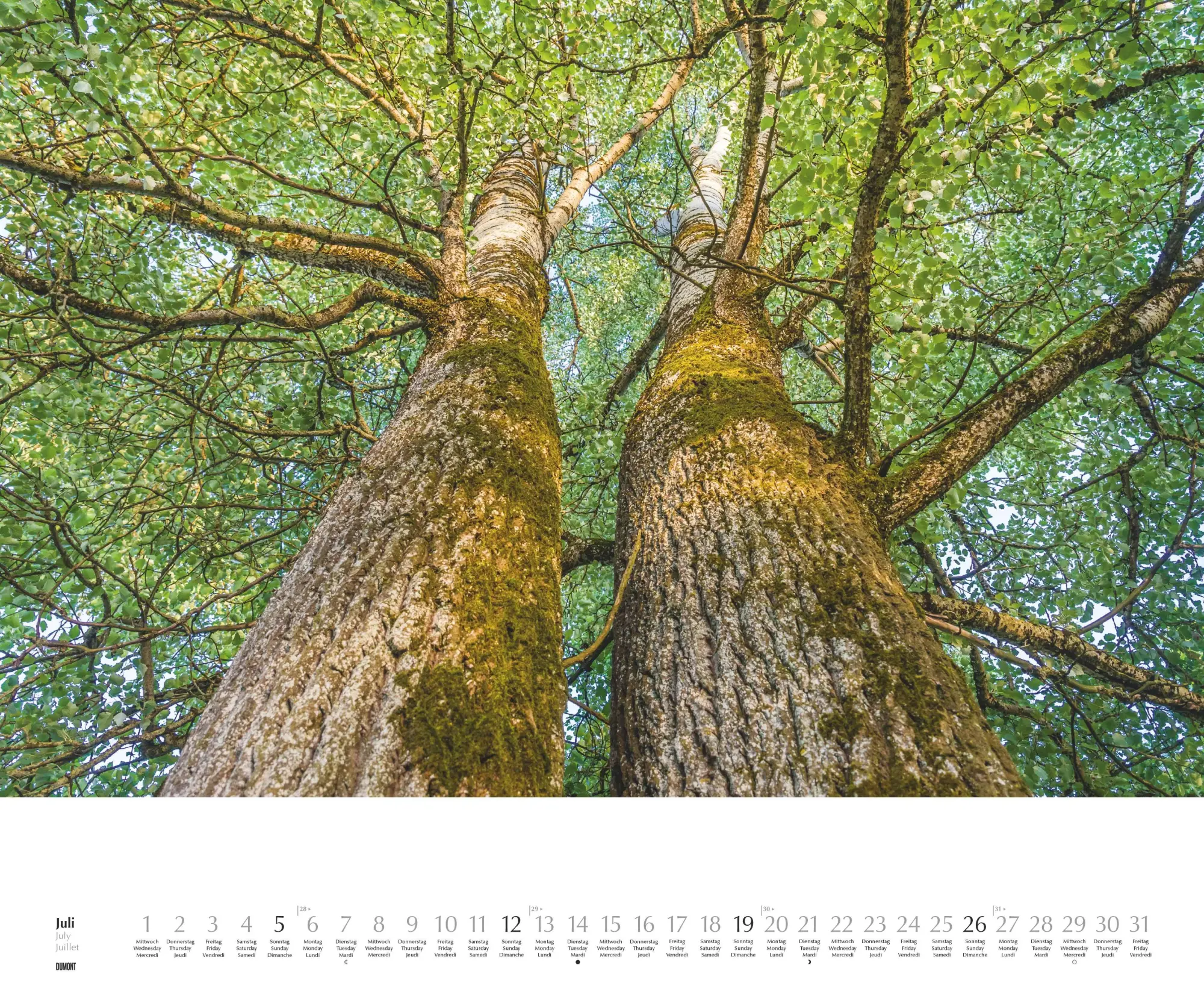 Bild: 4069095003644 | Heimische Bäume 2026 - Wandkalender 60x50 cm - Spiralbindung | 14 S.
