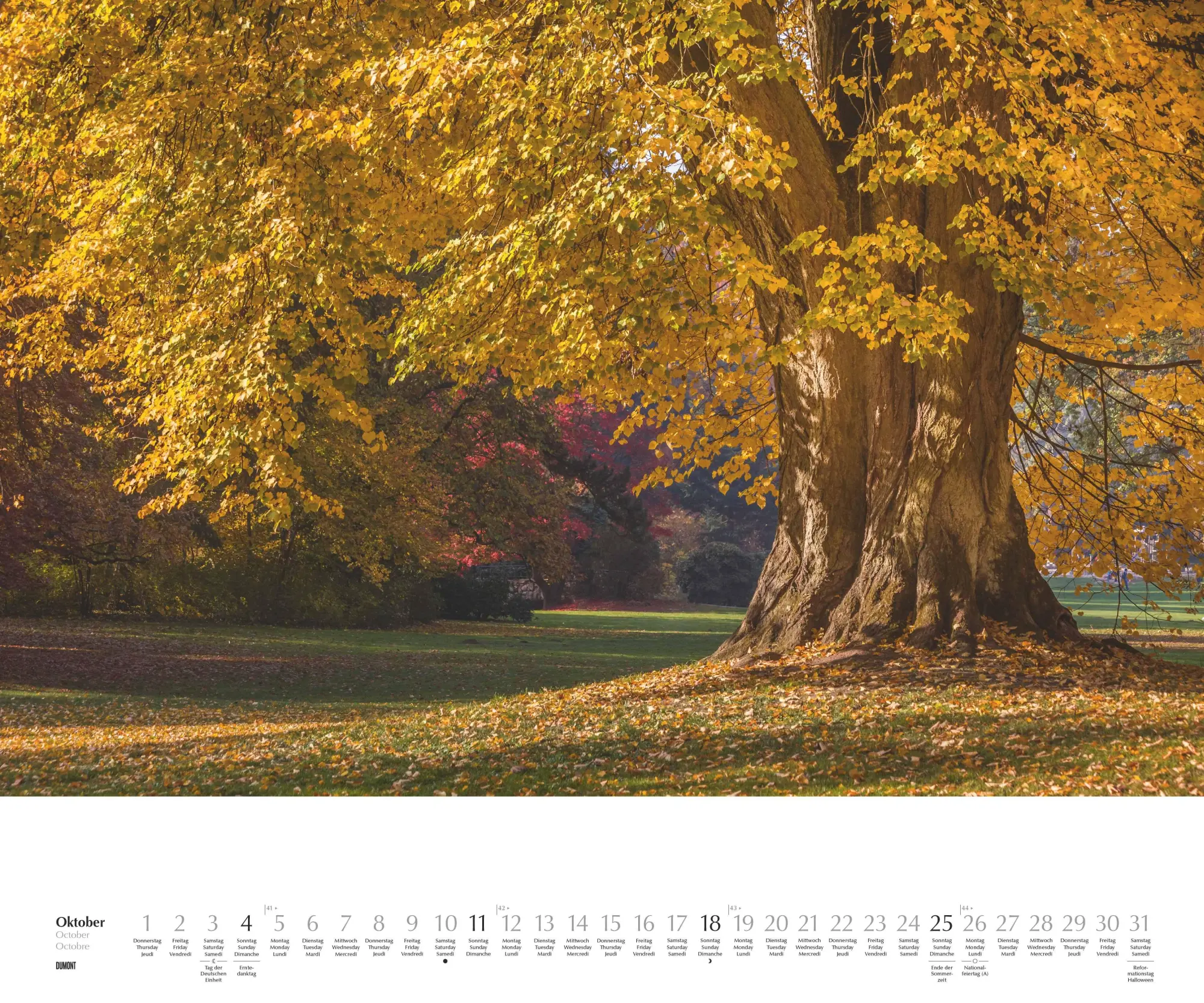 Bild: 4069095003644 | Heimische Bäume 2026 - Wandkalender 60x50 cm - Spiralbindung | 14 S.
