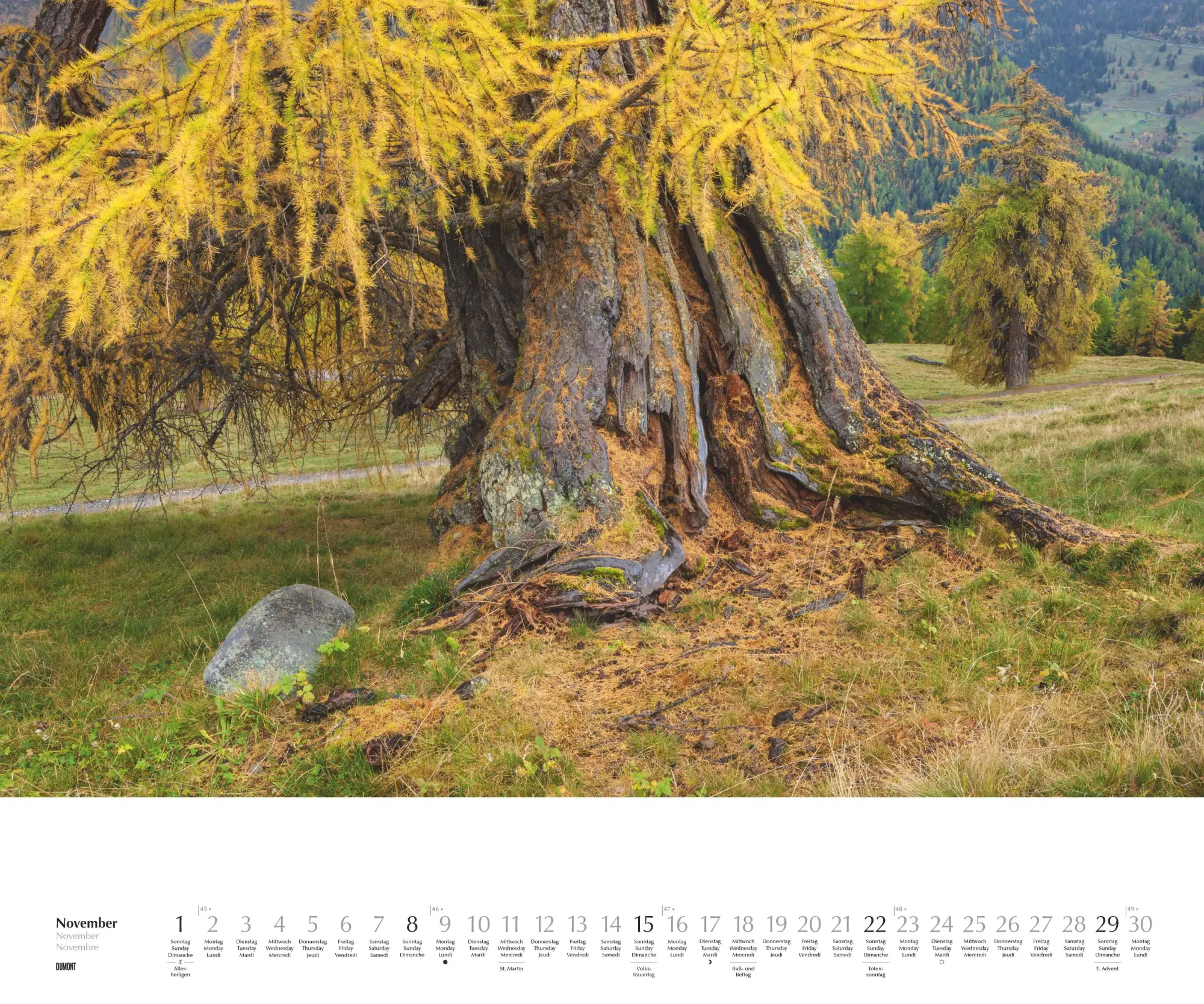 Bild: 4069095003644 | Heimische Bäume 2026 - Wandkalender 60x50 cm - Spiralbindung | 14 S.