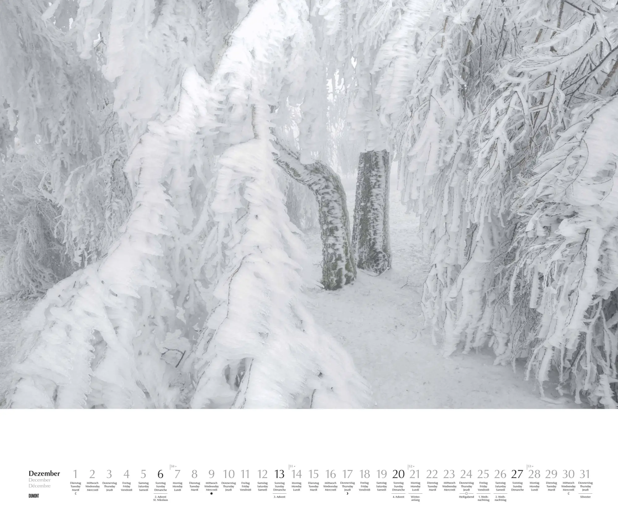 Bild: 4069095003644 | Heimische Bäume 2026 - Wandkalender 60x50 cm - Spiralbindung | 14 S.