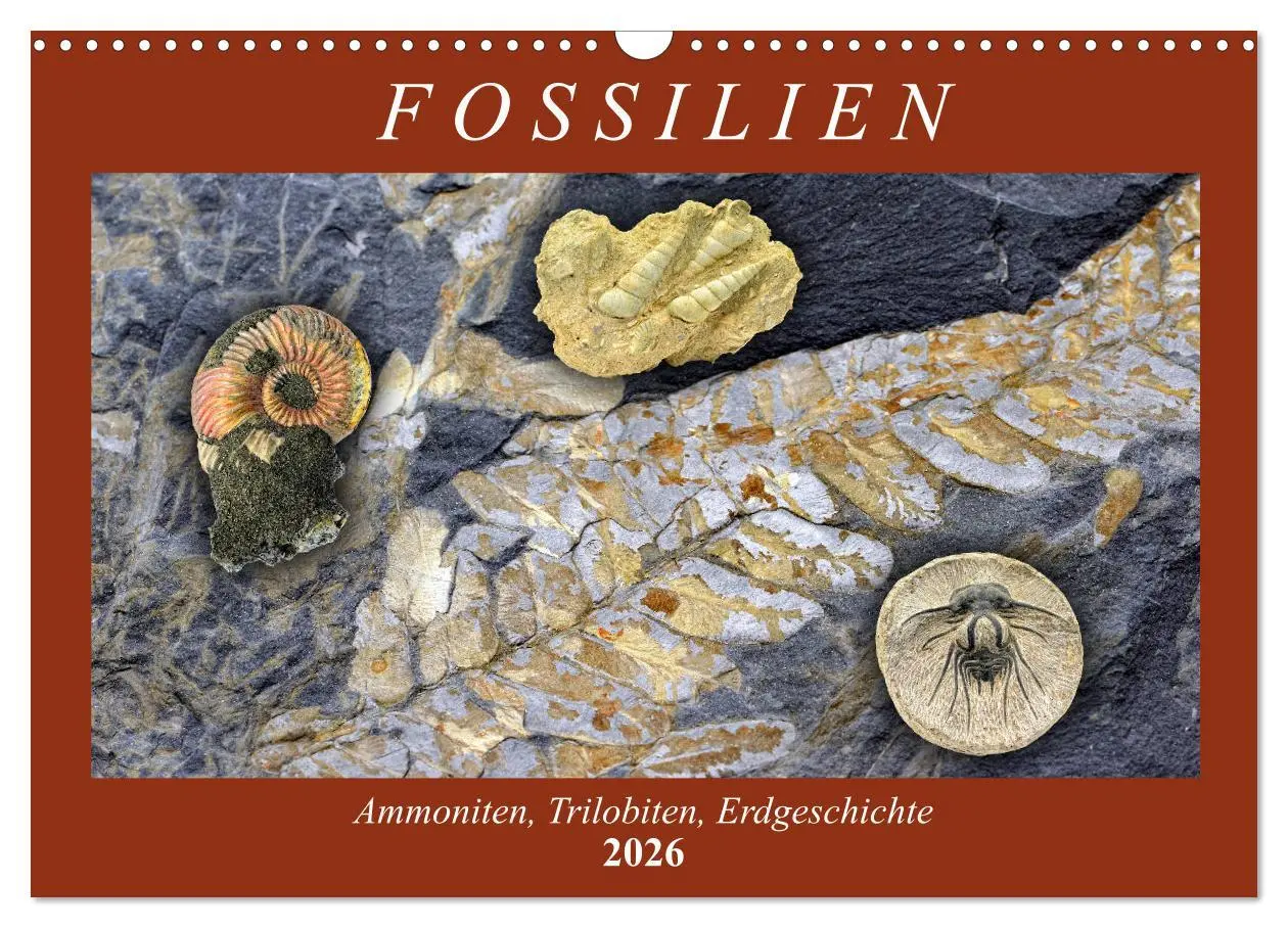 Cover: 9783457813744 | Fossilien - Ammoniten, Trilobiten, Erdgeschichte (Wandkalender 2026...