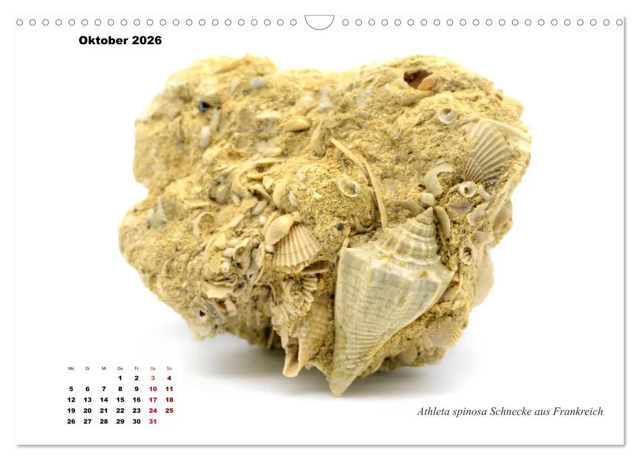 Bild: 9783457813744 | Fossilien - Ammoniten, Trilobiten, Erdgeschichte (Wandkalender 2026...