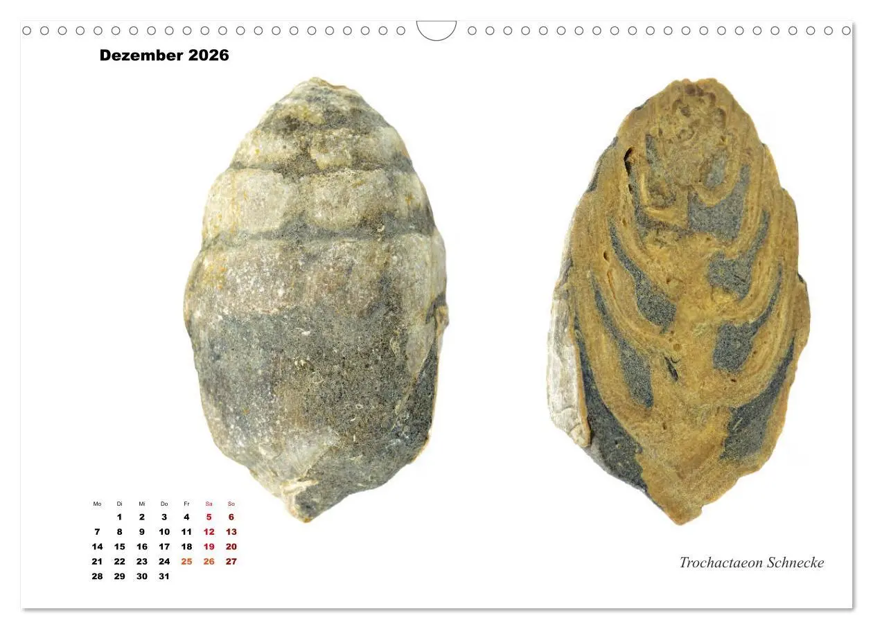 Bild: 9783457813744 | Fossilien - Ammoniten, Trilobiten, Erdgeschichte (Wandkalender 2026...