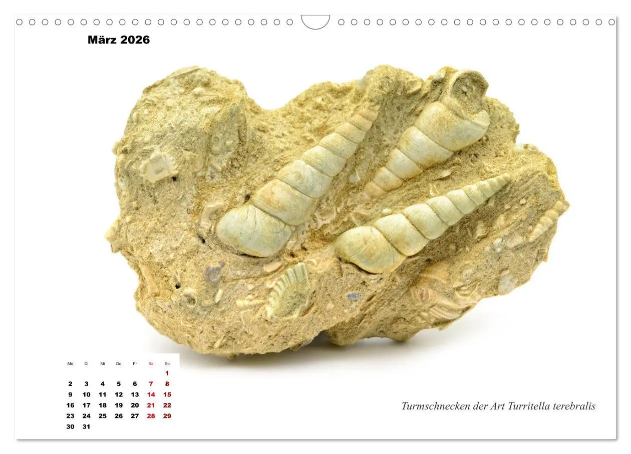 Bild: 9783457813744 | Fossilien - Ammoniten, Trilobiten, Erdgeschichte (Wandkalender 2026...