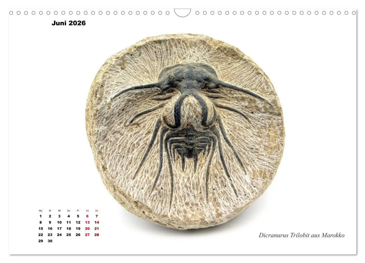 Bild: 9783457813744 | Fossilien - Ammoniten, Trilobiten, Erdgeschichte (Wandkalender 2026...