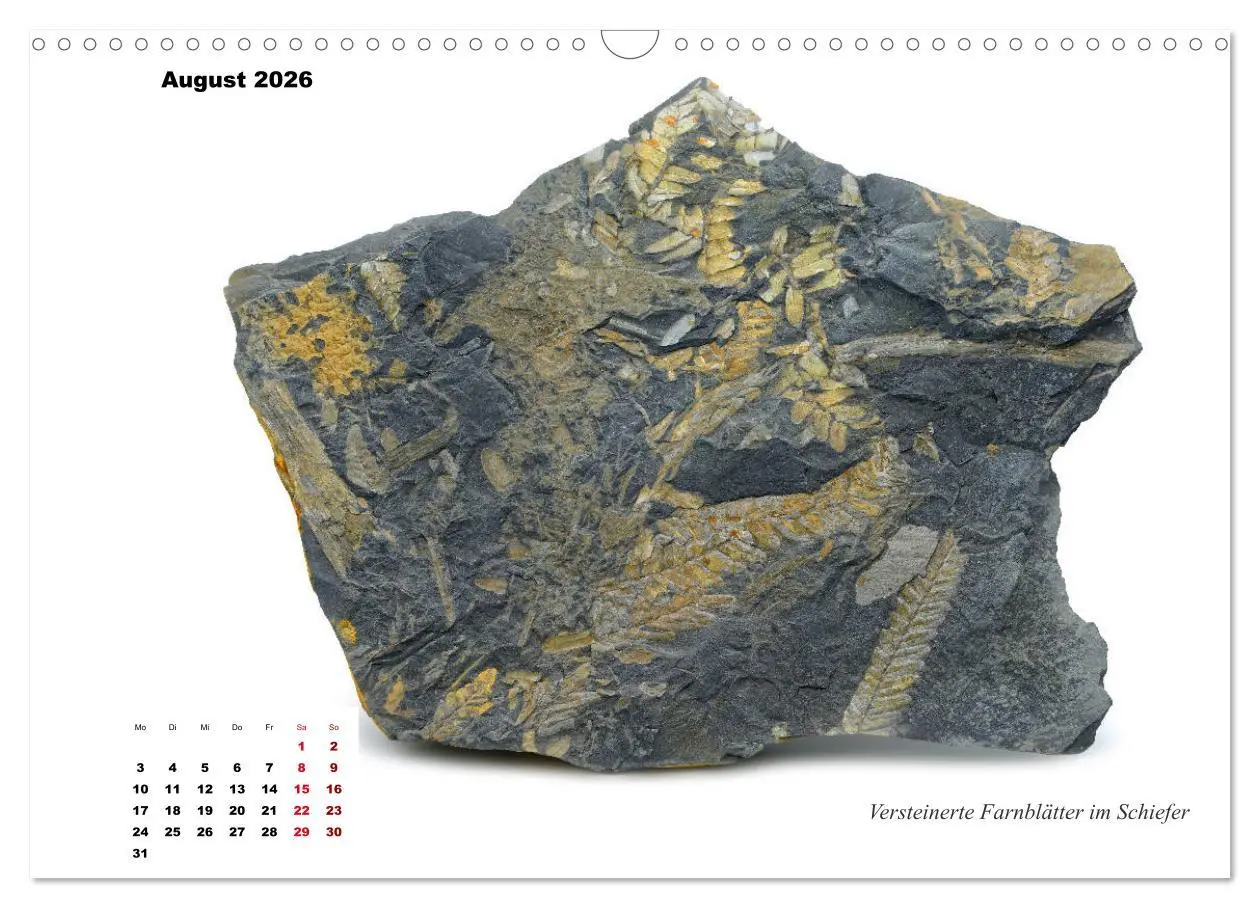 Bild: 9783457813744 | Fossilien - Ammoniten, Trilobiten, Erdgeschichte (Wandkalender 2026...
