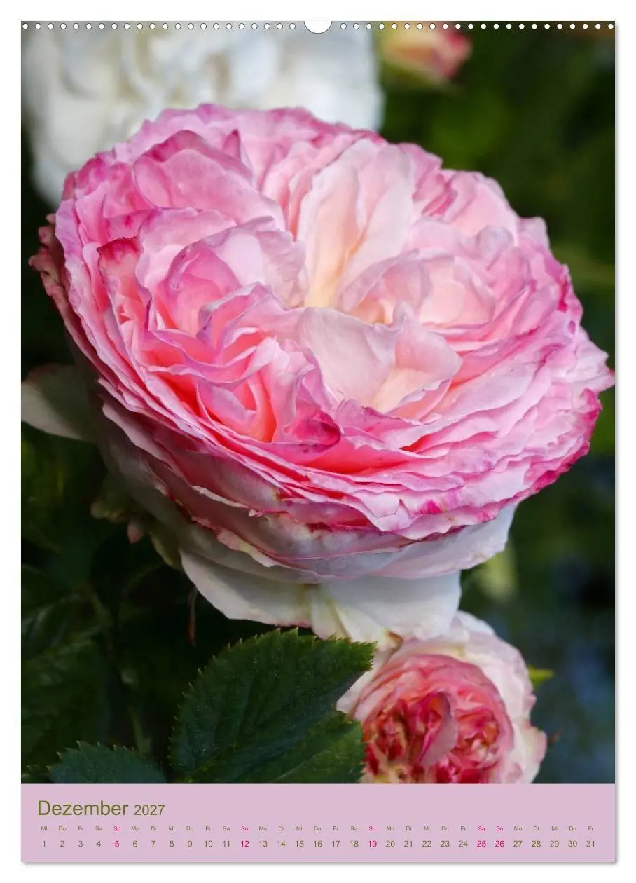 Bild: 9783594053744 | Rosen Symphonie (hochwertiger Premium Wandkalender 2027 DIN A2...