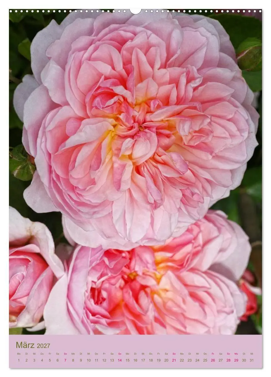 Bild: 9783594053744 | Rosen Symphonie (hochwertiger Premium Wandkalender 2027 DIN A2...