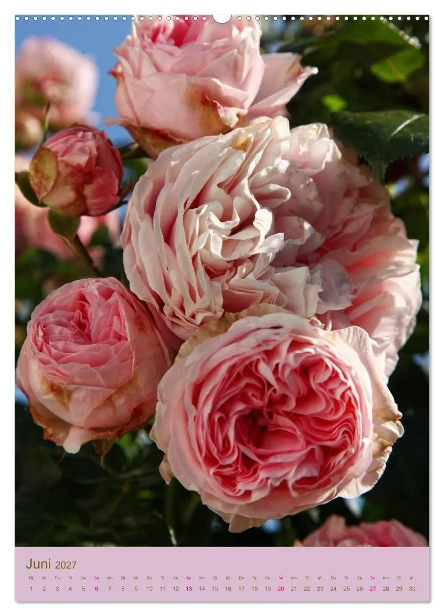 Bild: 9783594053744 | Rosen Symphonie (hochwertiger Premium Wandkalender 2027 DIN A2...