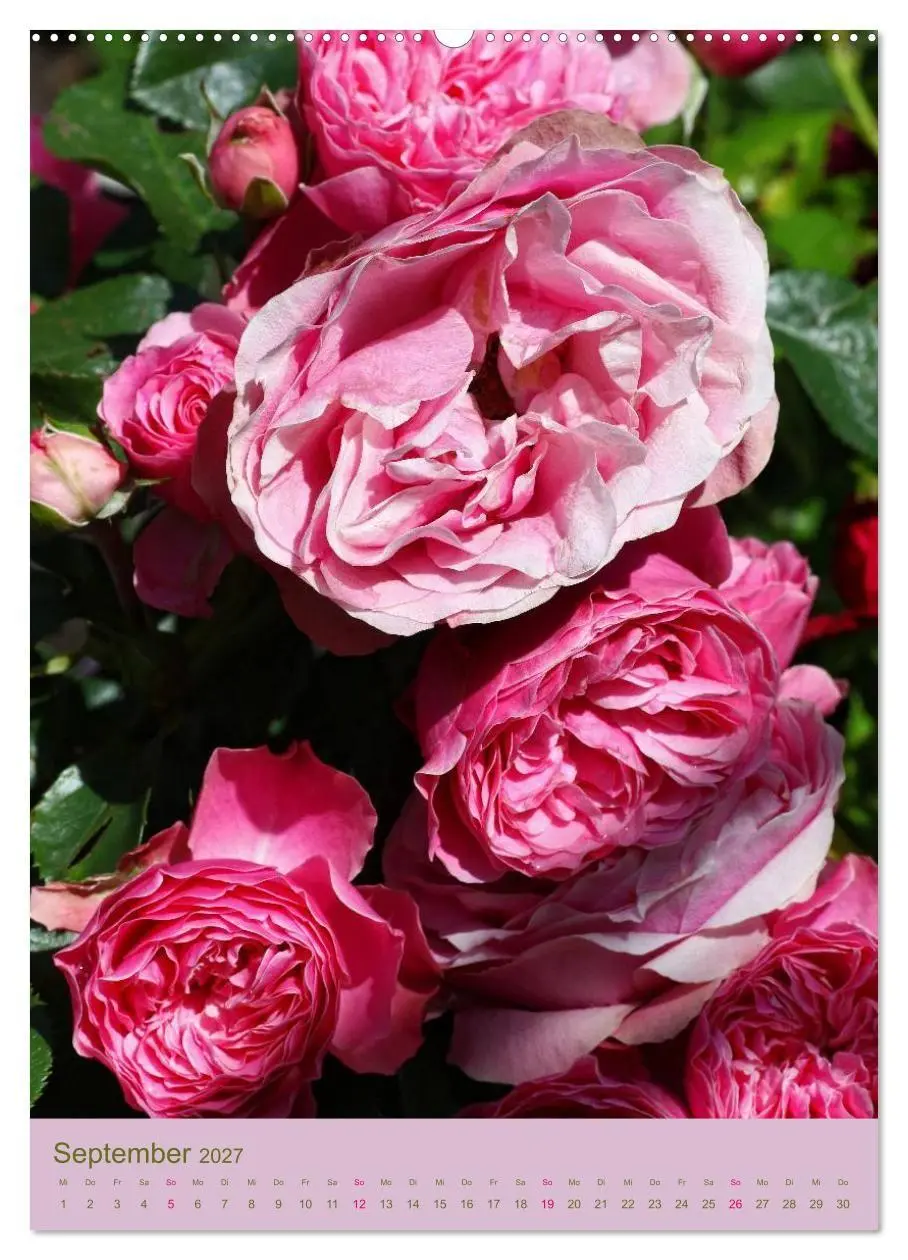Bild: 9783594053744 | Rosen Symphonie (hochwertiger Premium Wandkalender 2027 DIN A2...