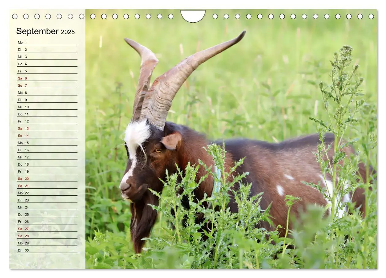 Bild: 9783435023844 | Tauernschecken-Ziegen (Wandkalender 2025 DIN A4 quer), CALVENDO...