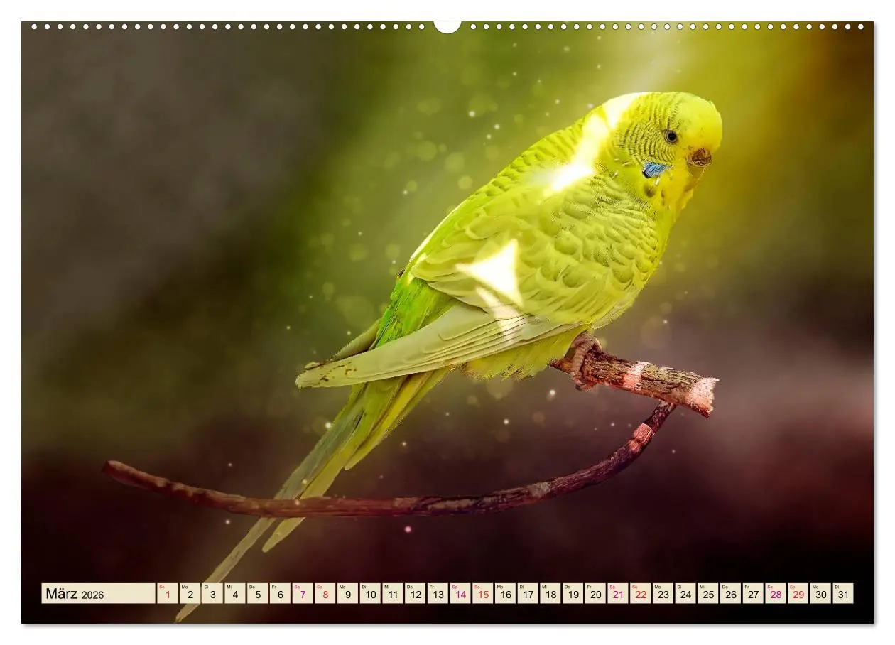 Bild: 9783457733844 | Wunderschöner Wellensittich (hochwertiger Premium Wandkalender 2026...
