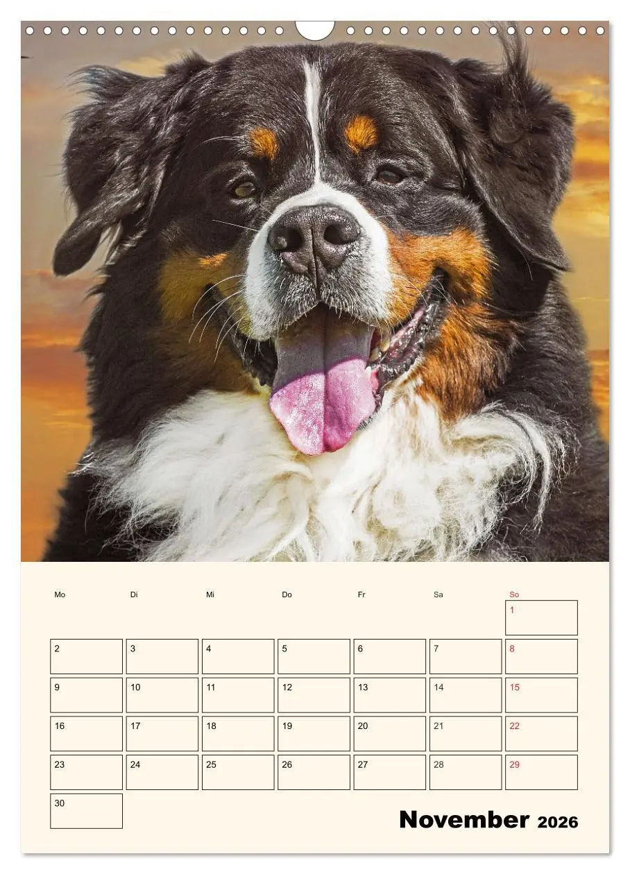 Bild: 9783516373844 | Traumhaft schön - Der Berner Sennenhund (Wandkalender 2026 DIN A3...