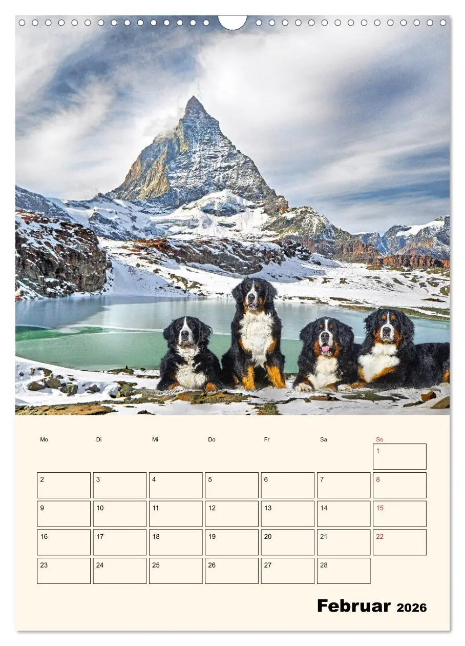 Bild: 9783516373844 | Traumhaft schön - Der Berner Sennenhund (Wandkalender 2026 DIN A3...