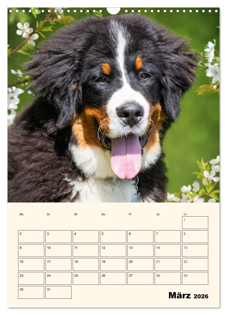 Bild: 9783516373844 | Traumhaft schön - Der Berner Sennenhund (Wandkalender 2026 DIN A3...