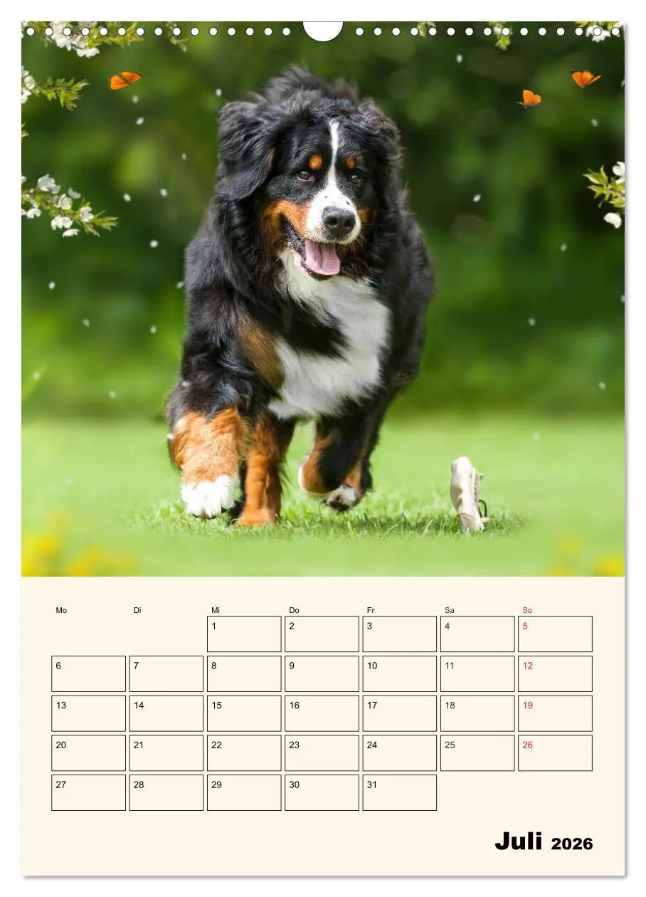Bild: 9783516373844 | Traumhaft schön - Der Berner Sennenhund (Wandkalender 2026 DIN A3...