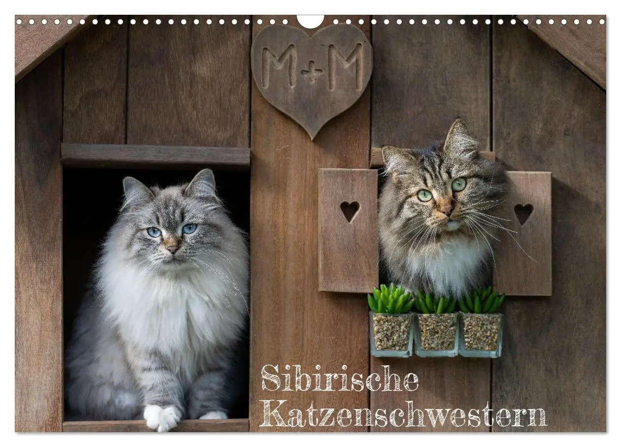 Cover: 9783457544044 | Maui und Molokai - Sibirische Katzenschwestern (Wandkalender 2026...