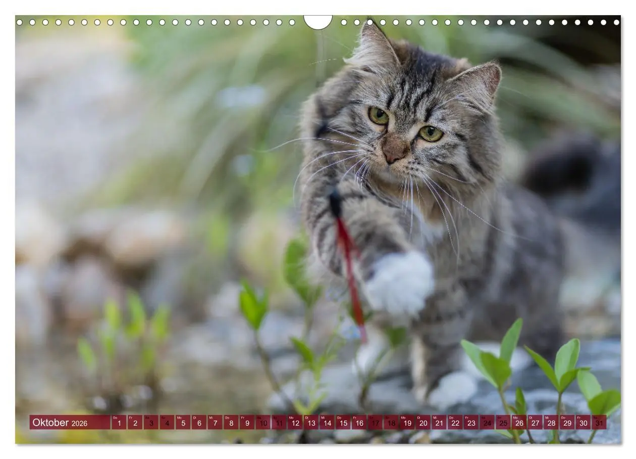 Bild: 9783457544044 | Maui und Molokai - Sibirische Katzenschwestern (Wandkalender 2026...