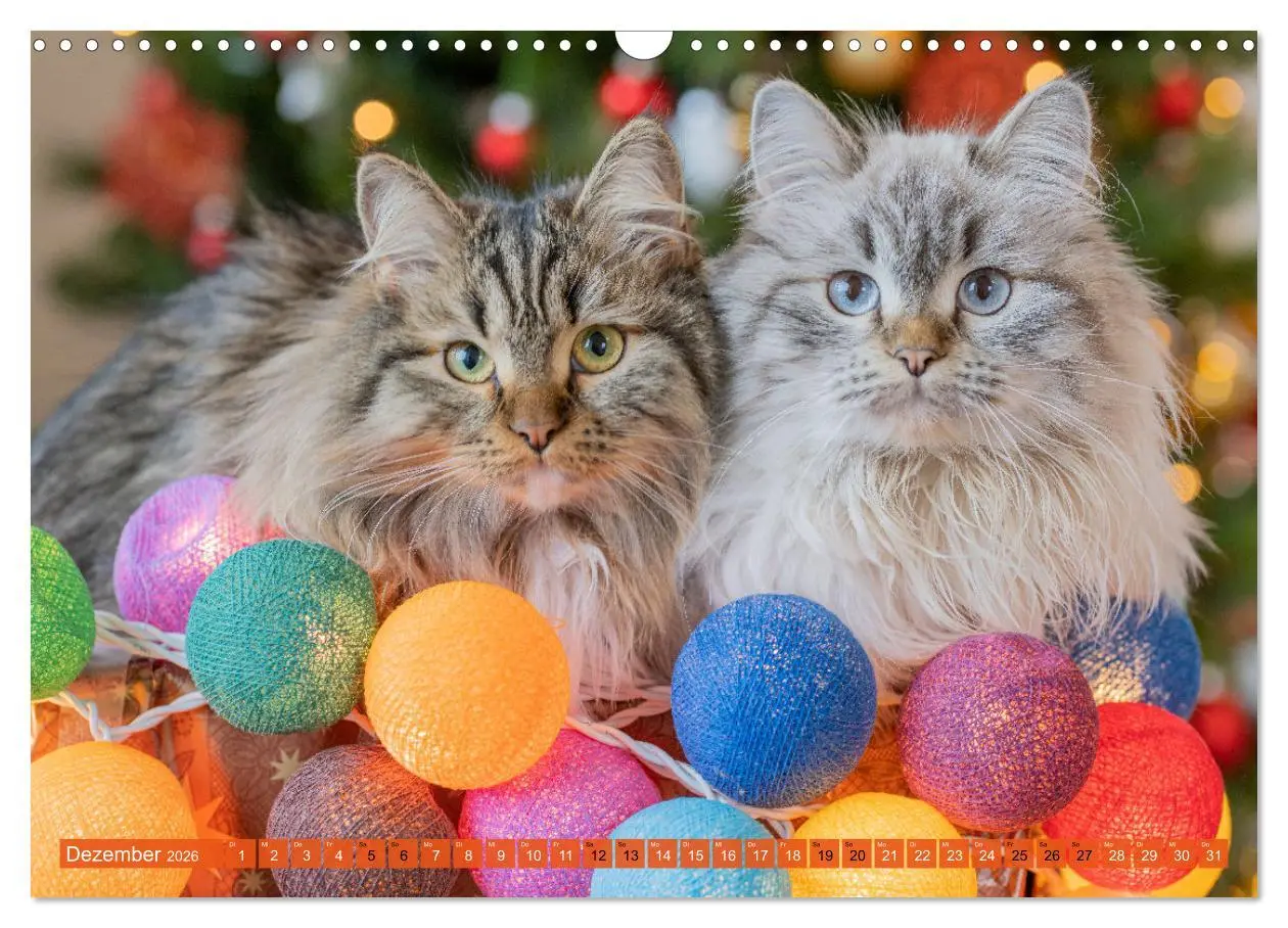 Bild: 9783457544044 | Maui und Molokai - Sibirische Katzenschwestern (Wandkalender 2026...