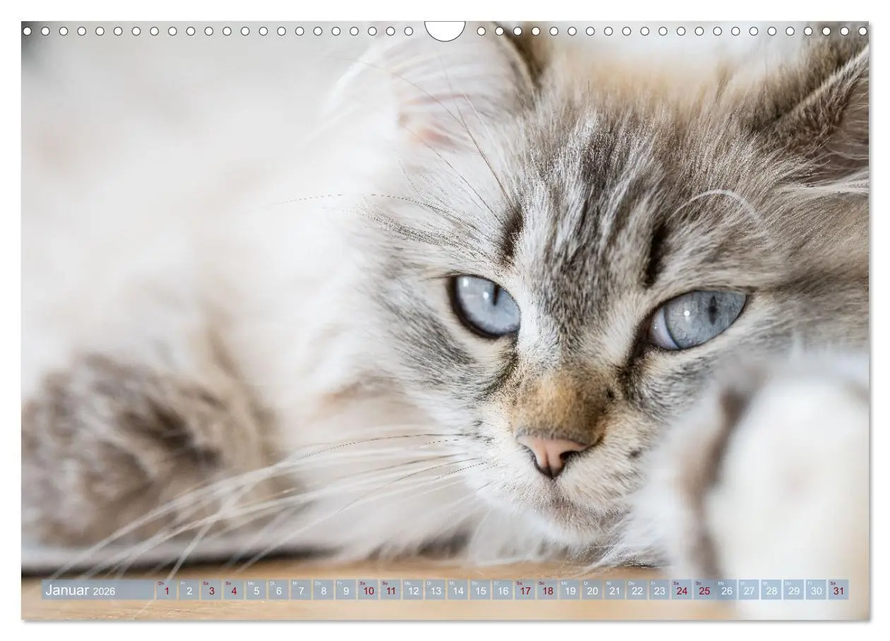 Bild: 9783457544044 | Maui und Molokai - Sibirische Katzenschwestern (Wandkalender 2026...