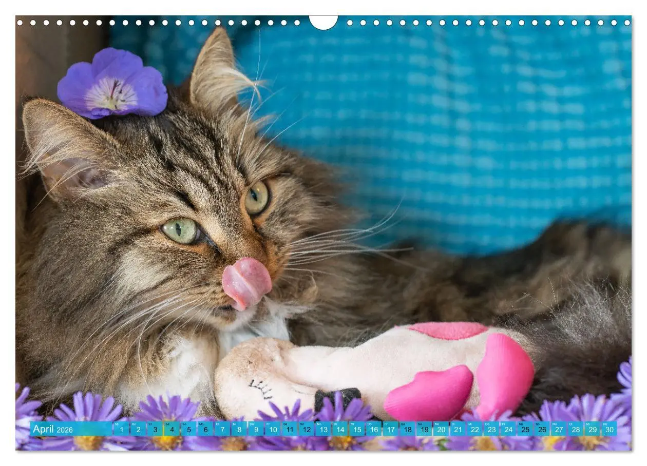 Bild: 9783457544044 | Maui und Molokai - Sibirische Katzenschwestern (Wandkalender 2026...
